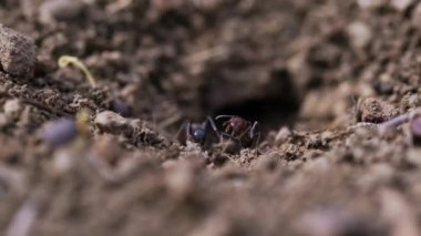 Karınca yuvasına yakın çekim. Bazı karıncalar karınca yuvasının içinden dışına bir şeyler taşıyor..