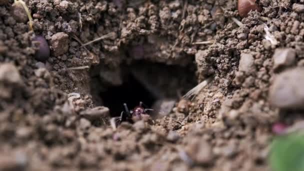 Zblízka Záběr Mraveniště Někteří Mravenci Přenášejí Věci Zevnitř Ven Mraveniště — Stock video