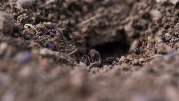 Karınca Yuvasına Yakın Çekim Bazı Karıncalar Karınca Yuvasının Içinden Dışına — Stok video