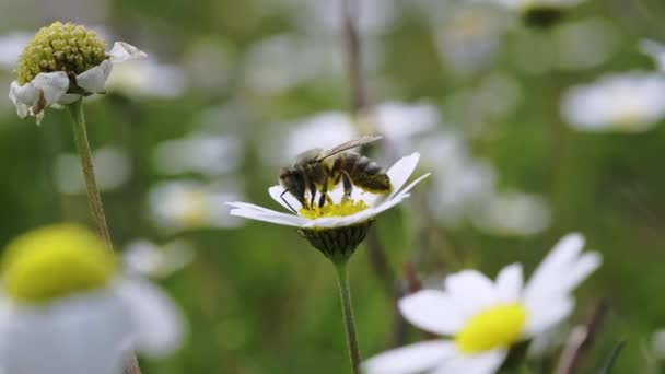 緑のフィールドでデイジーのショットを閉じ ミツバチはスローモーション映像でそれに受粉します — ストック動画