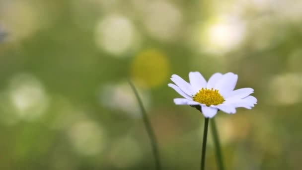 Bahar Mevsiminde Bir Papatya Çiçeğinin Yakın Çekim Görüntüleri — Stok video