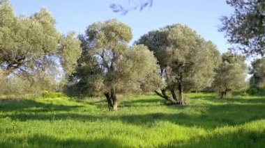 Zeytin tarlasının gündüz manzara görüntüleri.