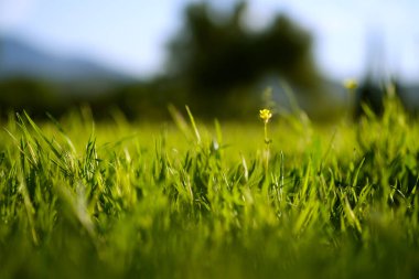 Bahar mevsiminde çimenleri yakın çekim.