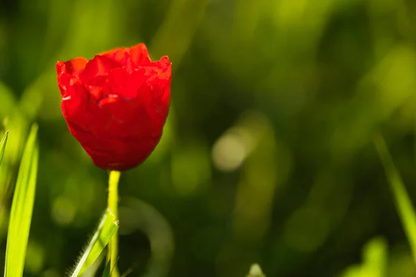 Primer Plano Una Flor Amapola Sobre Fondo Verde Temporada Primavera —  Fotos de Stock