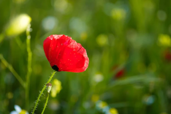 Primer Plano Una Flor Amapola Sobre Fondo Verde Temporada Primavera —  Fotos de Stock