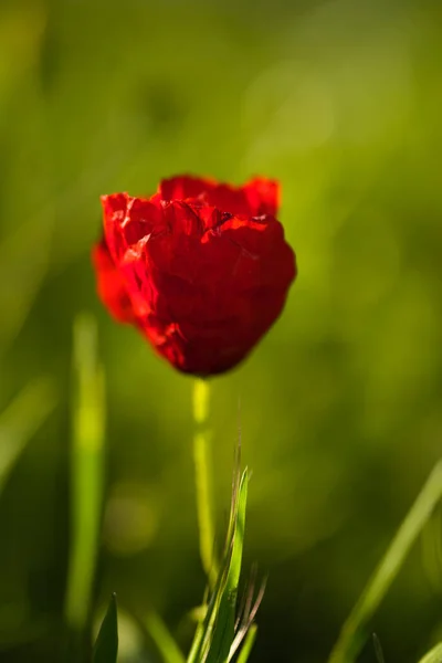 Primo Piano Fiore Papavero Uno Sfondo Verde Stagione Primavera — Foto Stock