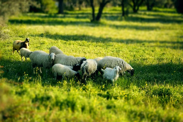 Αιγοπρόβατα Και Πρόβατα Στην Εαρινή Περίοδο Λιβαδιών — Φωτογραφία Αρχείου