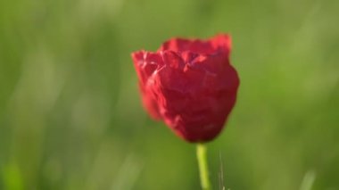 Bahar mevsiminde yeşil bir arka planda haşhaş çiçeğinin yakın plan çekimi..