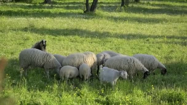 牧草地や春の季節に羊やヤギを放牧 — ストック動画