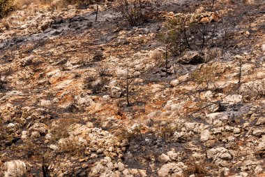 Muğla Bodrum Türkiye 'deki Bunrt Ormanı' nın manzara görüntüsü. 2021 yazında Türkiye 'de yangın çıktı.
