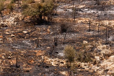 Muğla Bodrum Türkiye 'deki Bunrt Ormanı' nın manzara görüntüsü. 2021 yazında Türkiye 'de yangın çıktı.