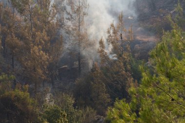 Mugla, Türkiye - 1 Ağustos 2021. Mugla Bodrum Türkiye 'de aktif orman yangını
