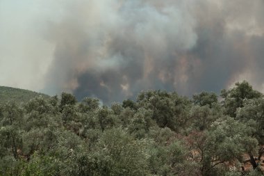 Mugla, Türkiye - 1 Ağustos 2021. Mugla Bodrum Mazi köyünde 2021 yazından kalma duman, zeytin ağaçlarının arkasında yanıyor.