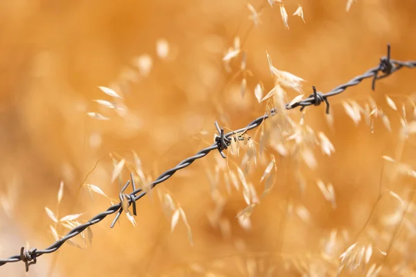 Close Shot Barbed Wire Dry Oats — Stock Photo, Image