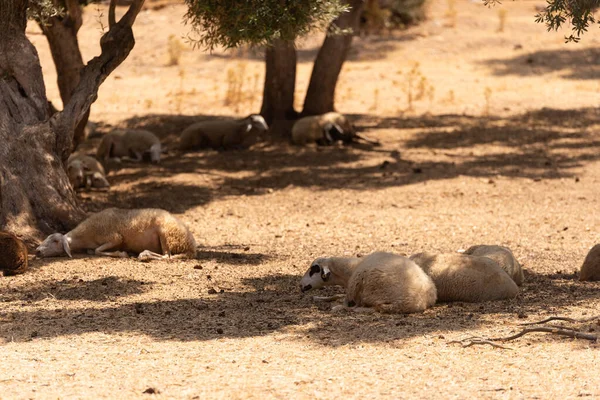 Flock Får Vilar Skugga Olivträd — Stockfoto