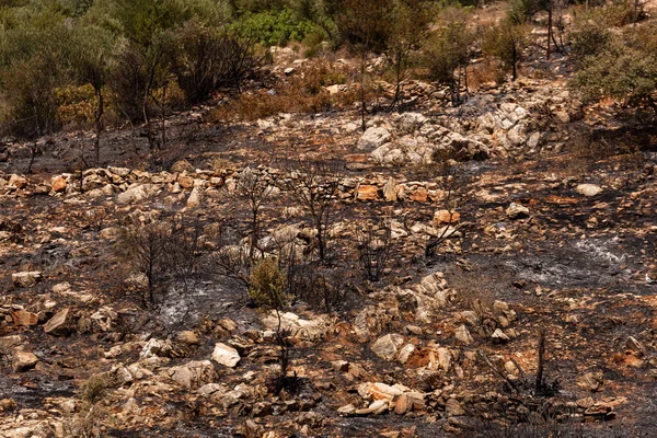Paisaje Del Bosque Bunrt Mugla Bodrum Turkey Incendio Ocurrió Verano —  Fotos de Stock