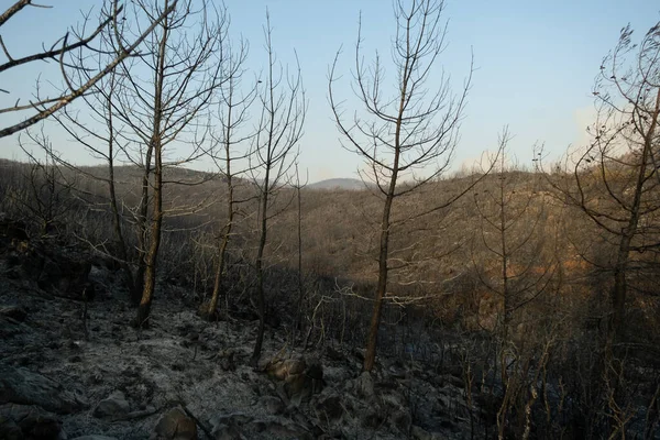 Ramas Árboles Quemados Bodrum Mugla Turquía Después Incendio Forestal Bodrum —  Fotos de Stock