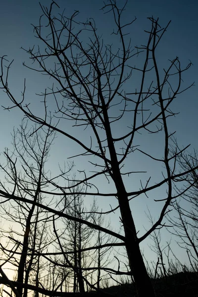 Palone Gałęzie Drzew Bodrum Mugla Turcja Pożarze Lasu Bodrum Mugla — Zdjęcie stockowe