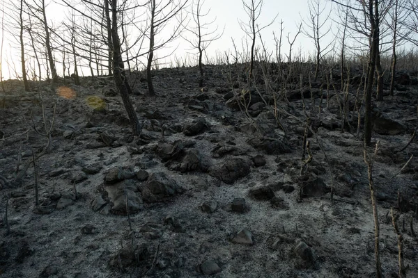 Ramas Árboles Quemados Bodrum Mugla Turquía Después Incendio Forestal Bodrum —  Fotos de Stock