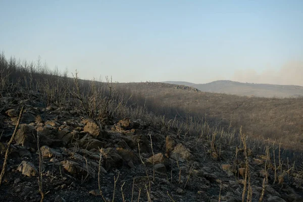 Ramas Árboles Quemados Bodrum Mugla Turquía Después Incendio Forestal Bodrum —  Fotos de Stock