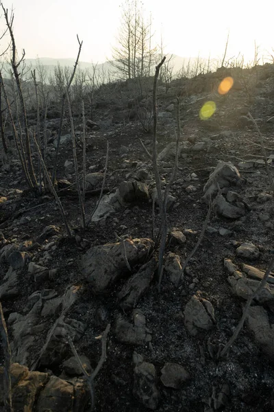 Ramas Árboles Quemados Bodrum Mugla Turquía Después Incendio Forestal Bodrum —  Fotos de Stock