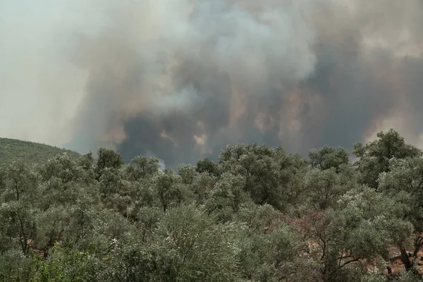 トルコのムグラ 2021年8月1日 2021年夏からの煙がムグラ ボドラム マジ村のオリーブの木の後ろで火災トルコ — ストック写真