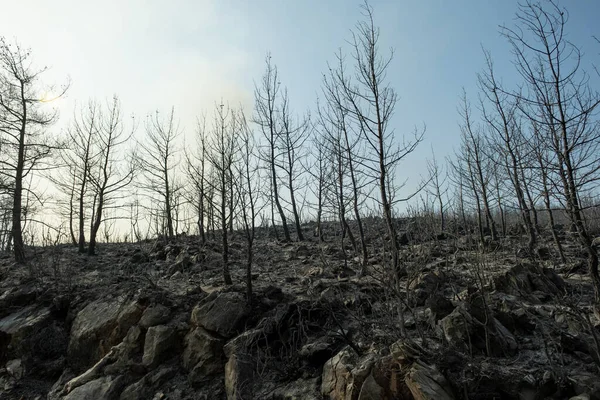 Пейзаж Бунрт Лес Mugla Bodrum Турции Пожар Произошел Летом 2021 — стоковое фото