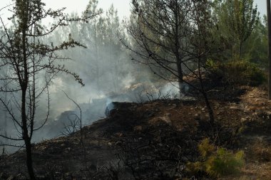 Mugla, Türkiye - 1 Ağustos 2021. Bodrum yangınında çatışan insanlar Mugla Bodrum Türkiye 'de.