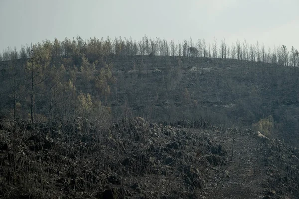 Paisaje Del Bosque Bunrt Mugla Bodrum Turkey Incendio Ocurrió Verano —  Fotos de Stock