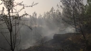 Mugla, Türkiye - 1 Ağustos 2021. Bodrum yangınında çatışan insanlar Mugla Bodrum Türkiye 'de.