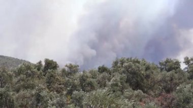 Mugla, Türkiye - 1 Ağustos 2021. 2021 yazında Mazi köyü Mugla Bodrum Türkiye 'de orman dumanlı Wildfire' ın görüntüleri. Ön planda zeytin ağaçları var..