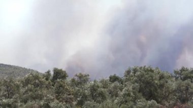 Mugla, Türkiye - 1 Ağustos 2021. 2021 yazında Mazi köyü Mugla Bodrum Türkiye 'de orman dumanlı Wildfire' ın görüntüleri. Ön planda zeytin ağaçları var..