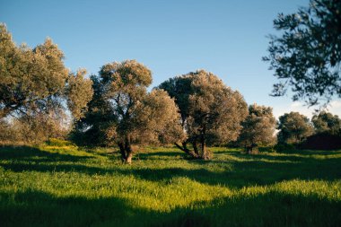 Çayırdaki zeytin ağaçları ve Cesme IzMr. Turkey 'deki çimenler.