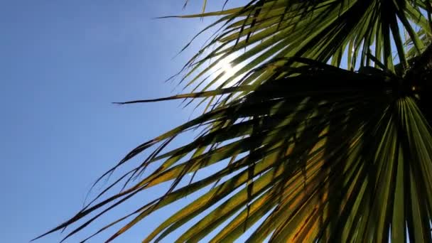 Nahaufnahme Von Palmblättern Mit Undichtem Sonnenlicht Zwischen Den Blättern — Stockvideo
