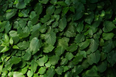 Yeşil yaprak arkaplanının desen görüntüsünü kapat.