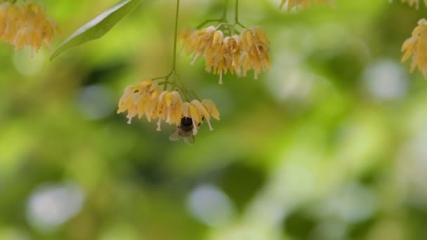 Bestäubende Bienen Auf Gelb Gefärbten Baumblüten Sommer Zeitlupenaufnahmen — Stockvideo