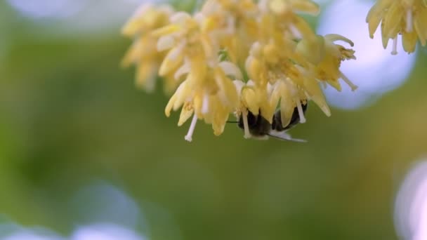 夏の黄色の木の花に蜂を研磨 スローモーション映像 — ストック動画