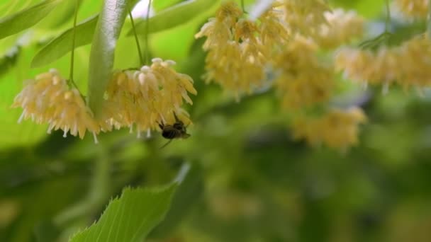 Bestuivende Bij Geel Gekleurde Boom Bloemen Zomer Slow Motion Beeldmateriaal — Stockvideo