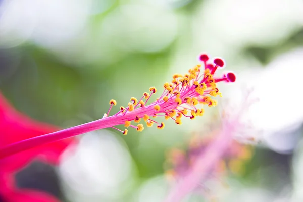 Roze bloem close up — Stockfoto