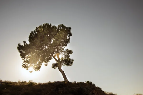 Magányos fa egy dombon — Stock Fotó