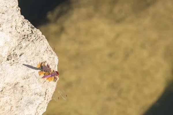 Dragonfly по каменю . — стокове фото