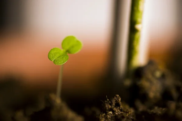 Planta pequeña —  Fotos de Stock