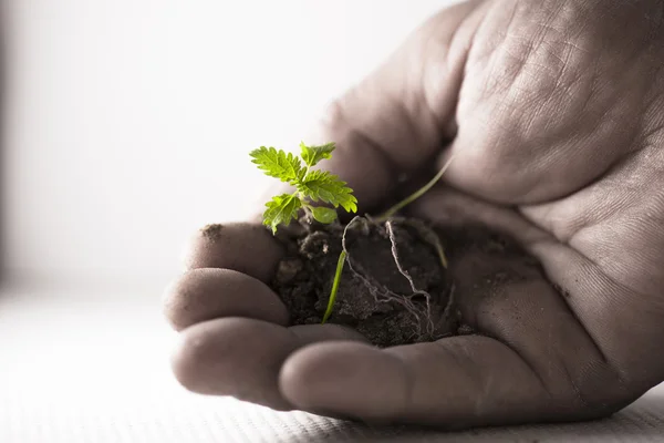 Tiny plant — Stock Photo, Image