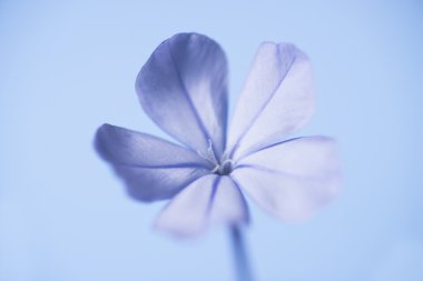 mavi çiçek