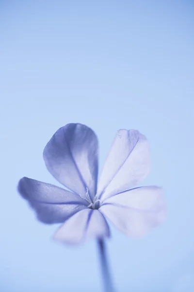 蓝色花 — 图库照片