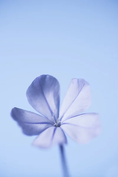 Flor azul — Foto de Stock