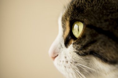 kedi gözü.