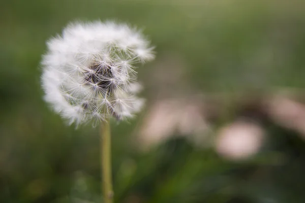 Dandelion clock — Stock Photo, Image