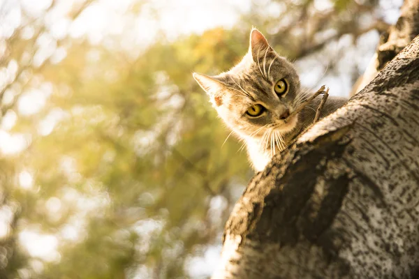 猫在树上 — 图库照片