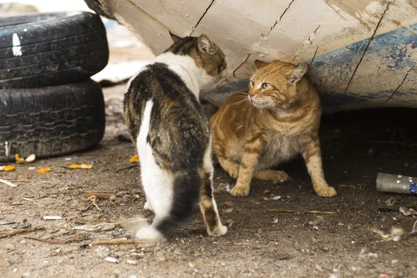 Los gatos luchan — Foto de Stock